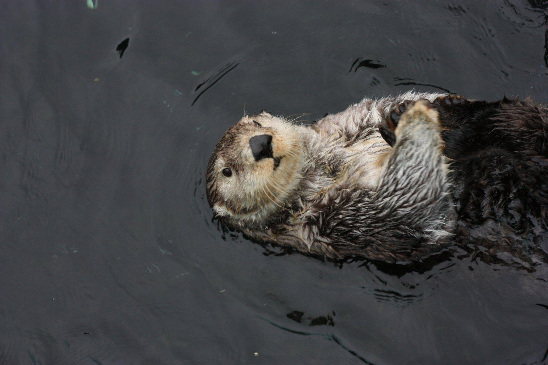 1920x1280 4K Sea Otter Wallpaper and Background Image