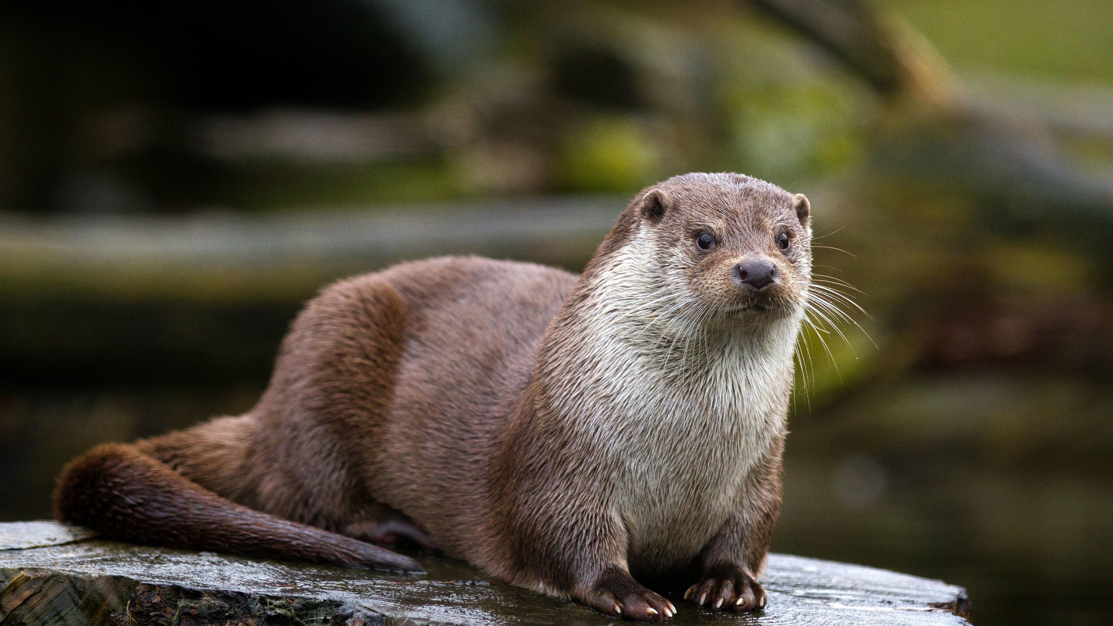 Otter 4K Wallpapers - Top Free Otter 4K Backgrounds - WallpaperAccess