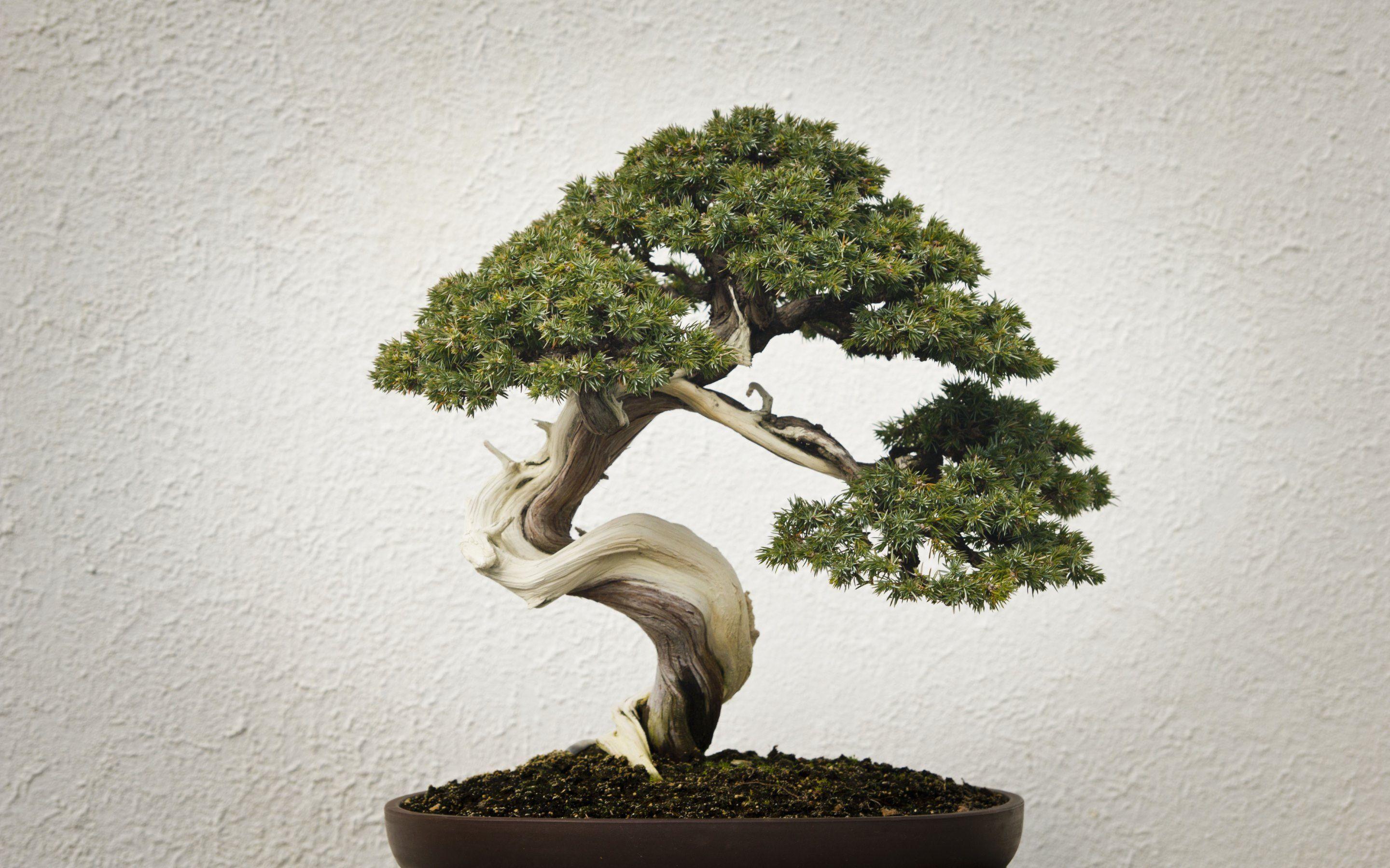Zen Bonsai Wallpapers - Top Free Zen Bonsai Backgrounds - WallpaperAccess