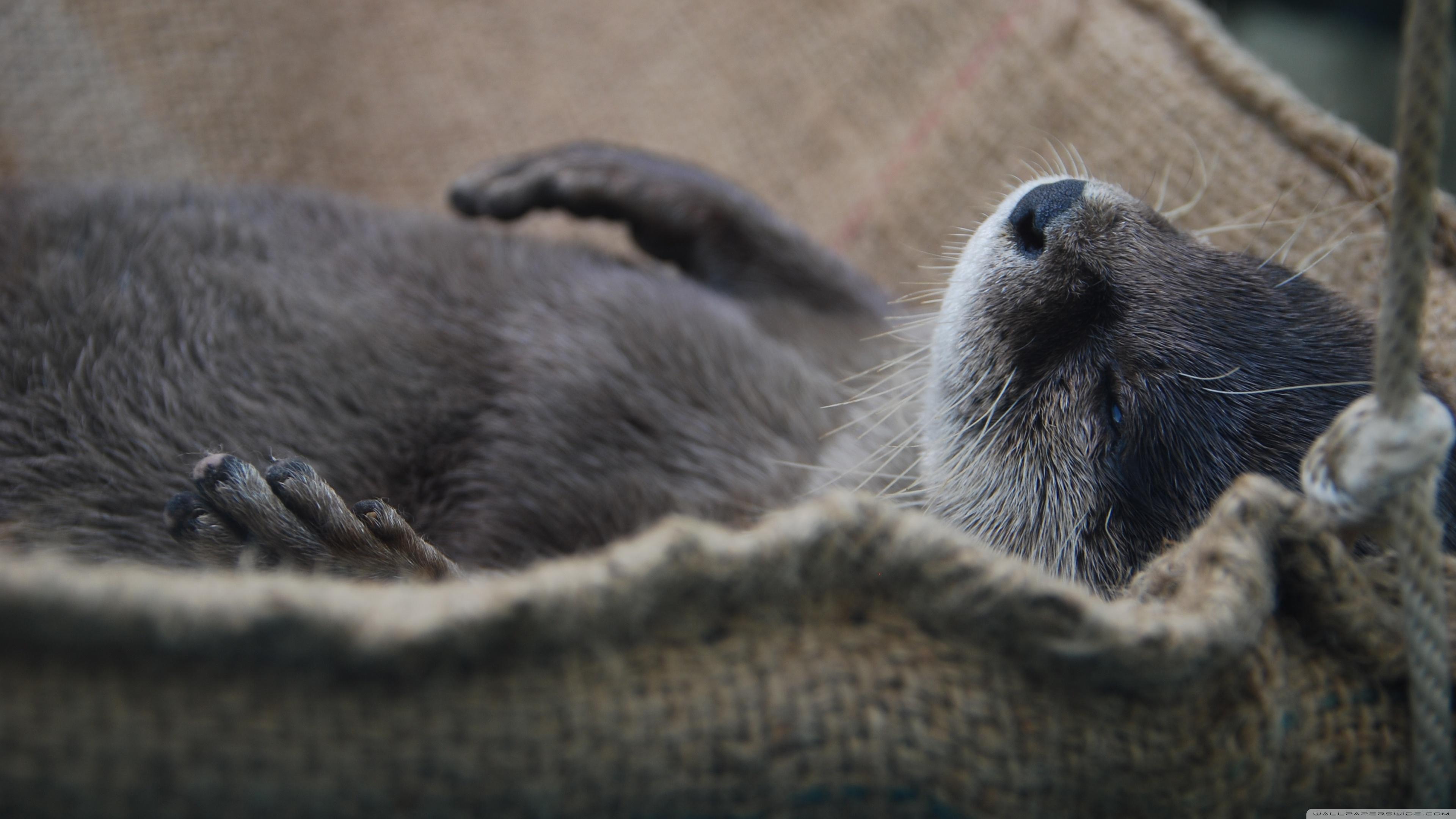 3840x2160 Nap Otter Ultra HD Desktop Background Wallpaper for 4K UHD TV : Multi Display, Dual Monitor : Tablet