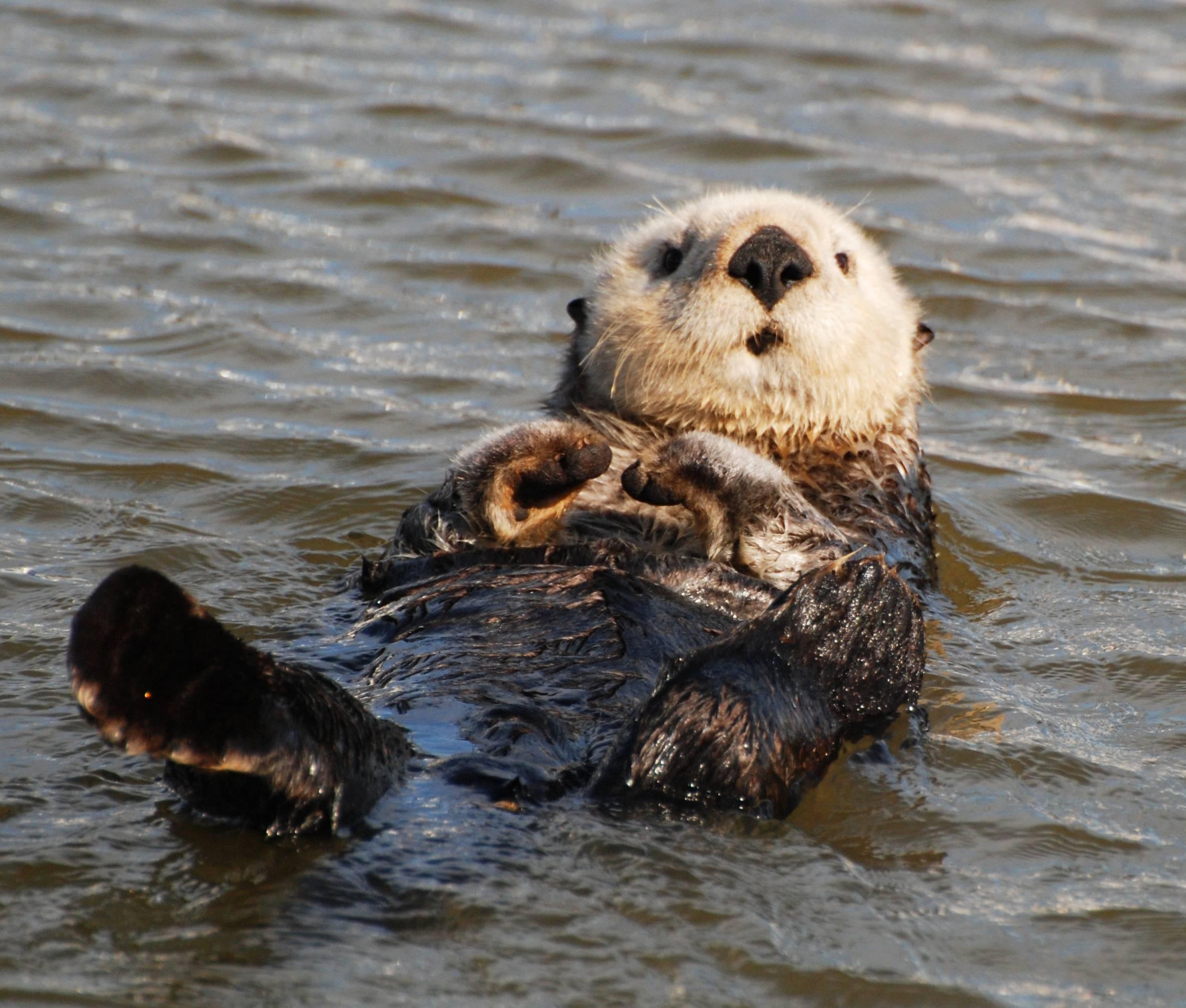 2366x2011 Sea Otter Wallpaper and Background 4K, HD, Dual Screen