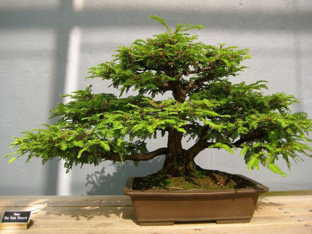 1024x768 Sequoia Bonsai Tree. That is so zen