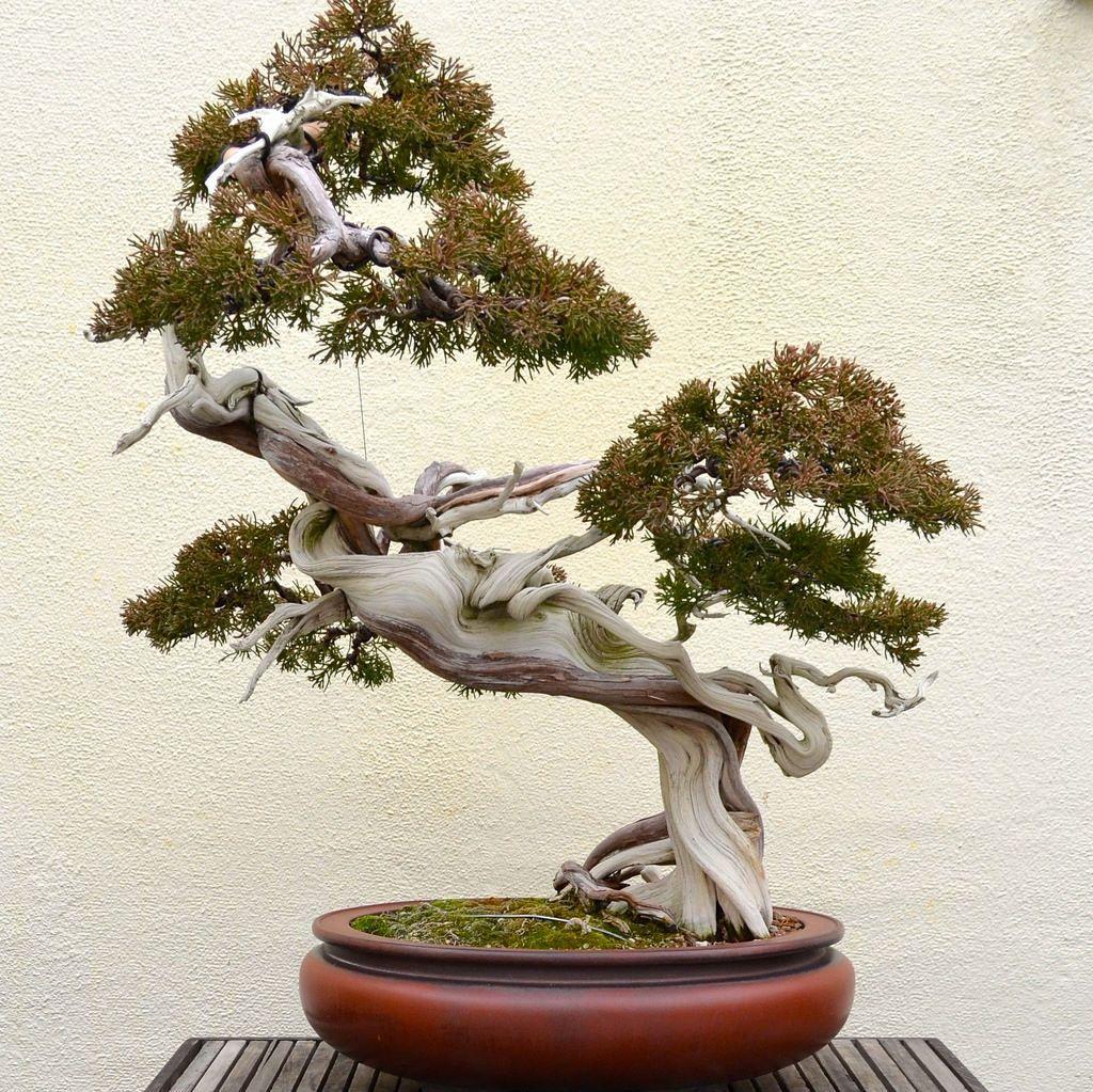 1024x1023 The World's newest photo of bonsai and wallpaper Hive Mind