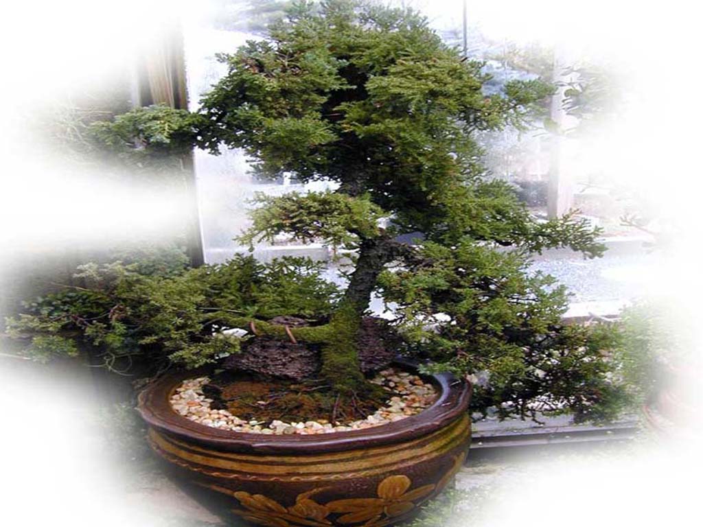 1024x768 Bonsai Wallpaper Murals