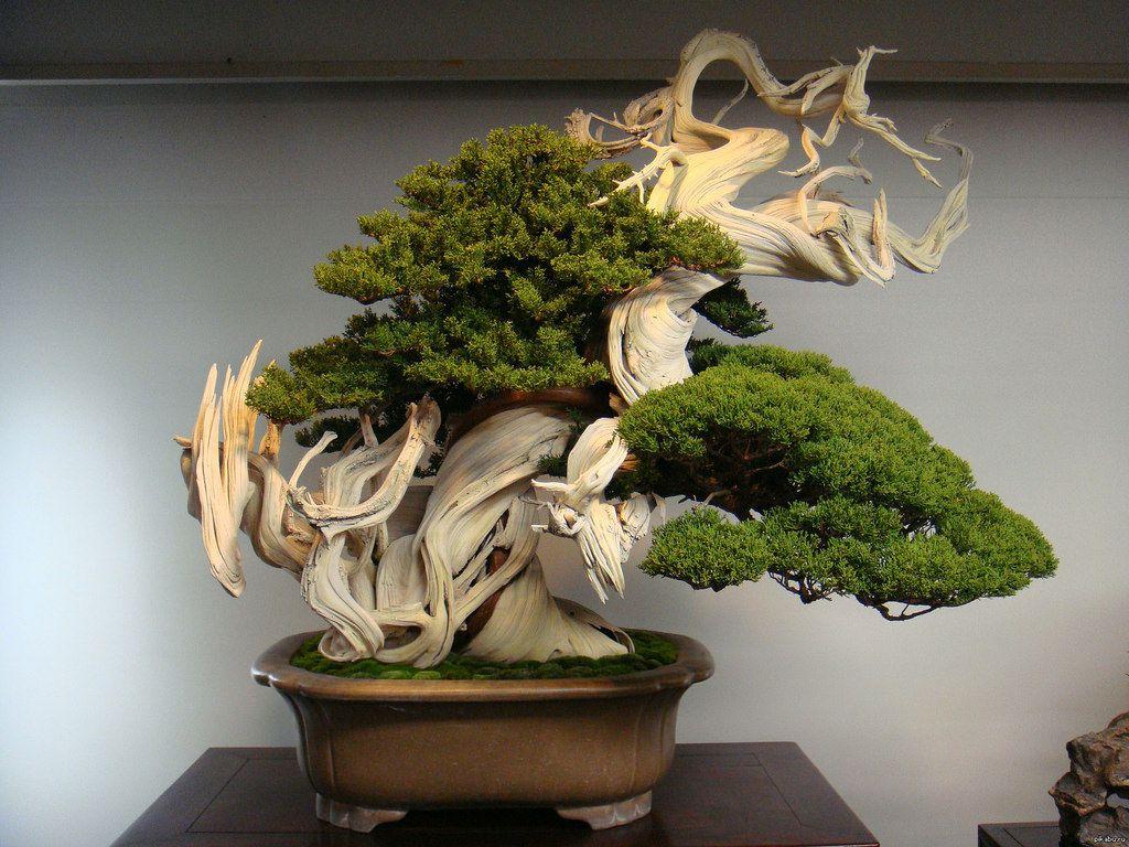 1024x768 The World's Best Photo of bonsai and wallpaper Hive Mind