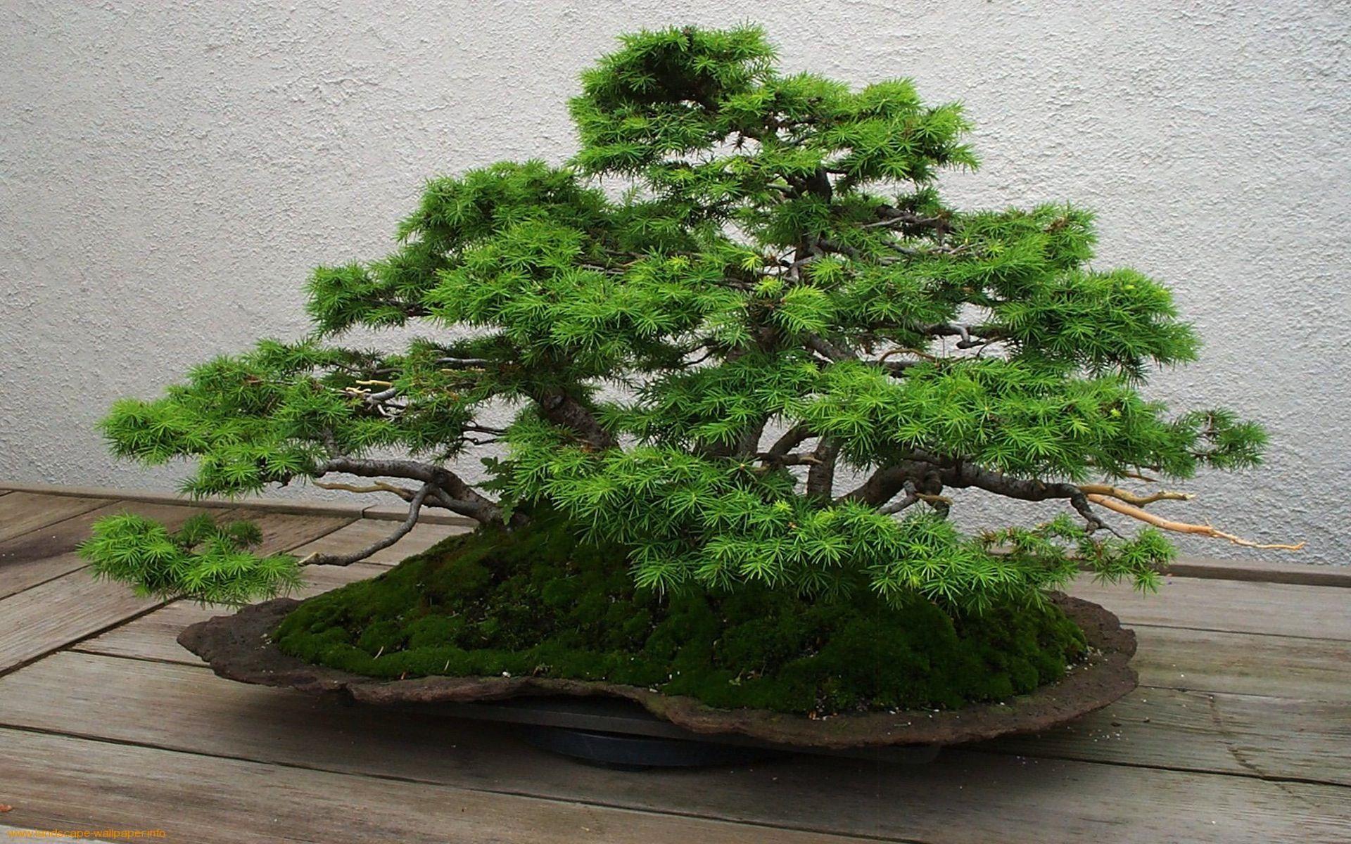 1920x1200 Bonsai Tree Wallpaper