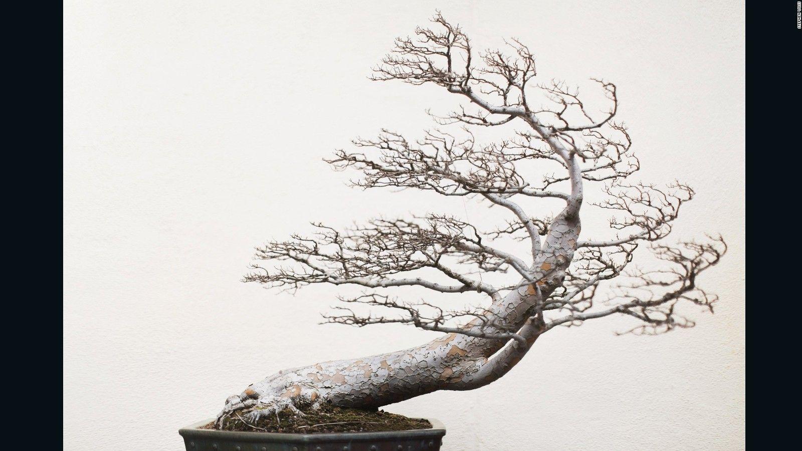 1600x900 Bonsai masters share their ancient secrets