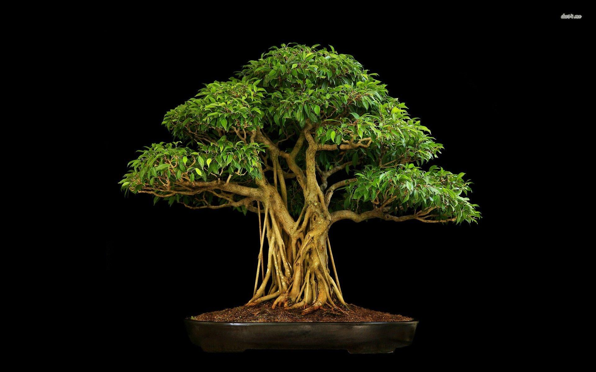 1920x1200 Bonsai Wallpaper