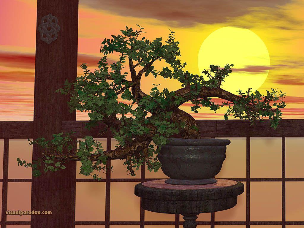 1024x768 Bonsai tree wallpaper Gallery