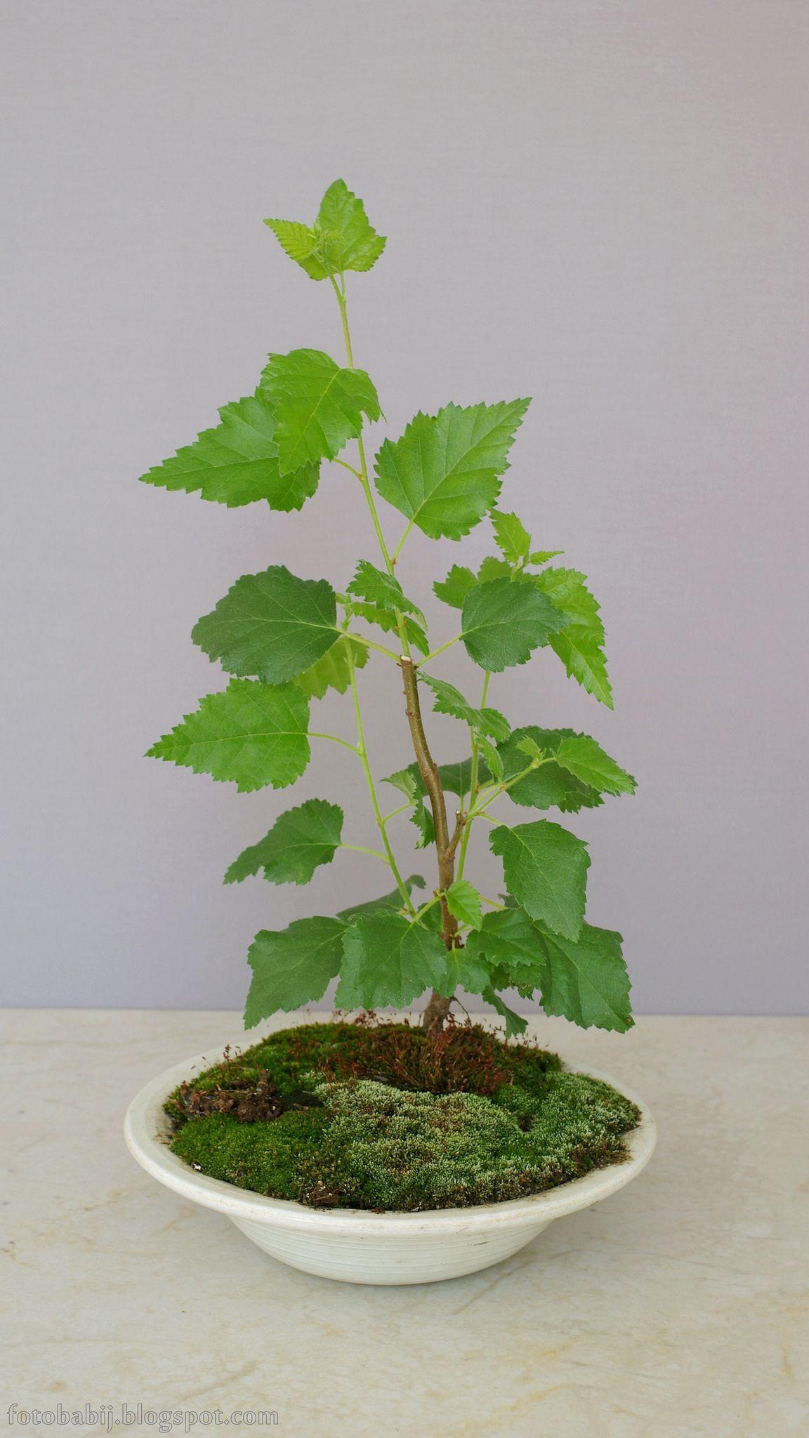 1152x2048 Mini Bonsai Zen Garden Lovely ç›†æ ½ Wikimedia Mons