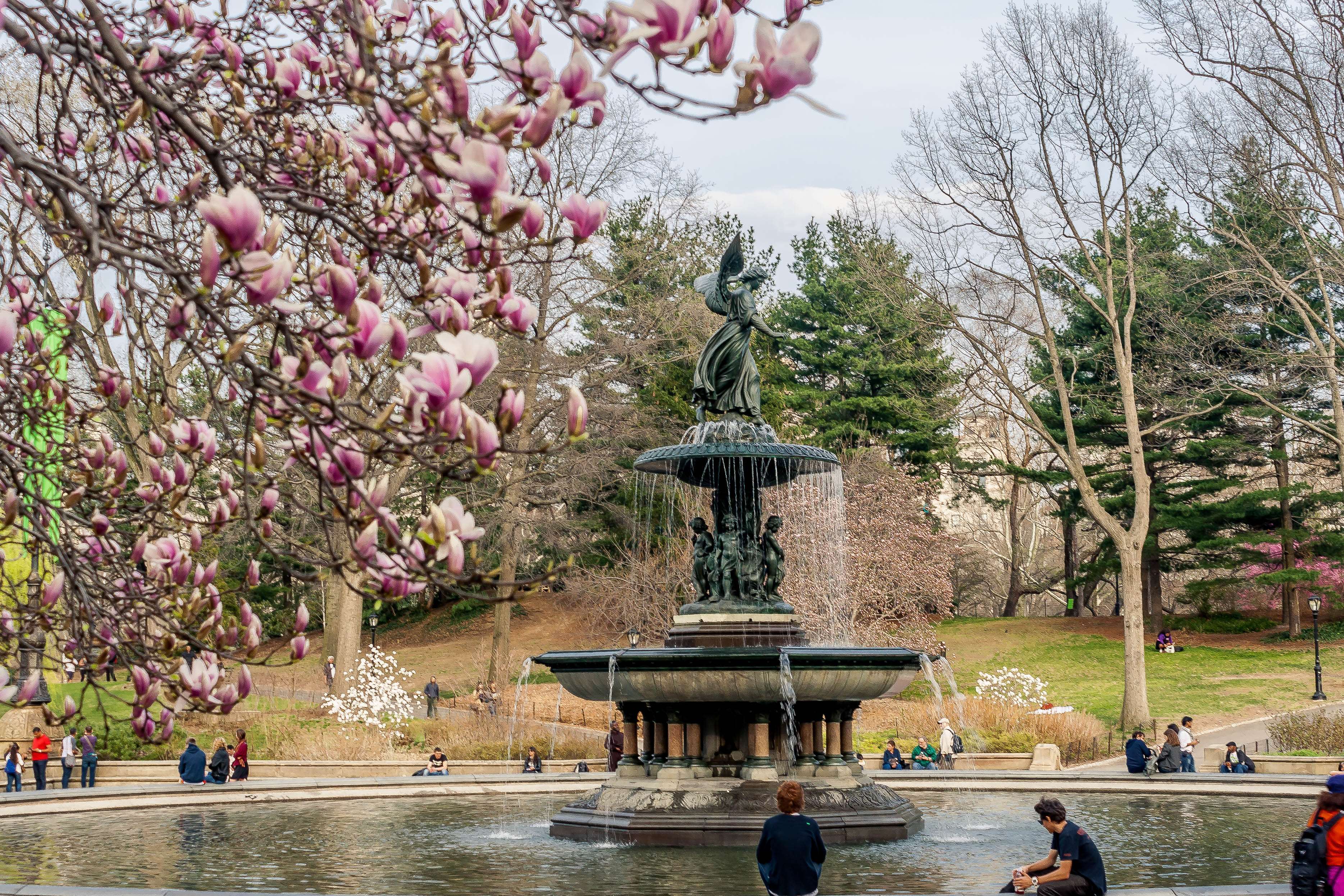 3737x2492 angel, bethesda fountain, central park, fountain, magnolia, nyc, spring Gallery HD Wallpaper