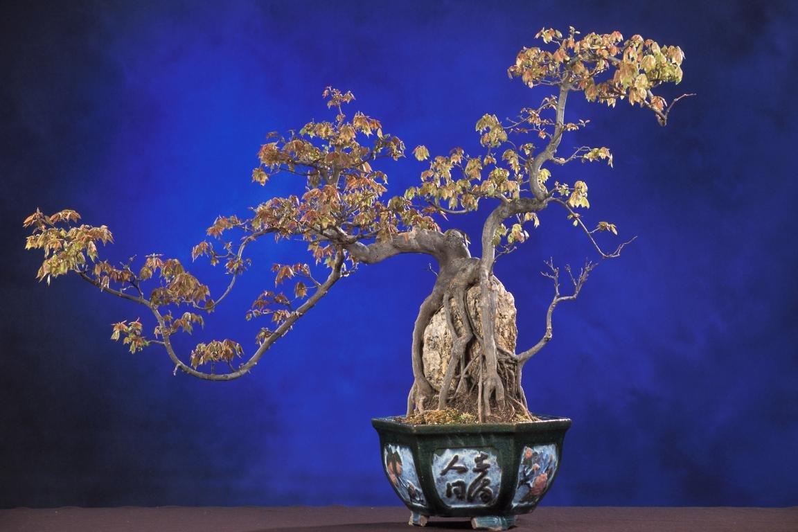 1152x768 Best Bonsai wallpaper for High Resolution HD 1152x768 desktop