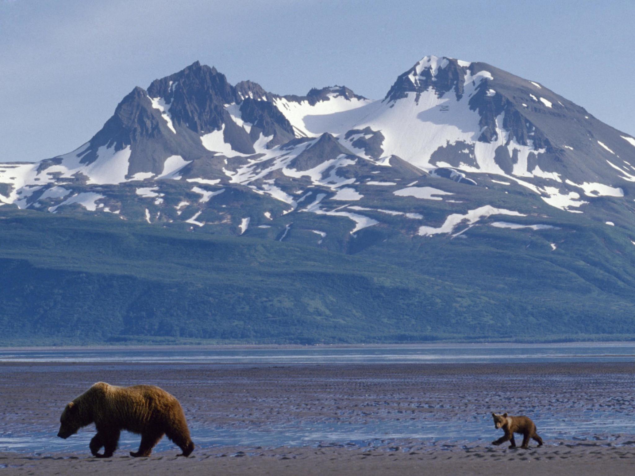 2048x1536 Alaska Bears Foraging Wallpaper. Free Bear Image