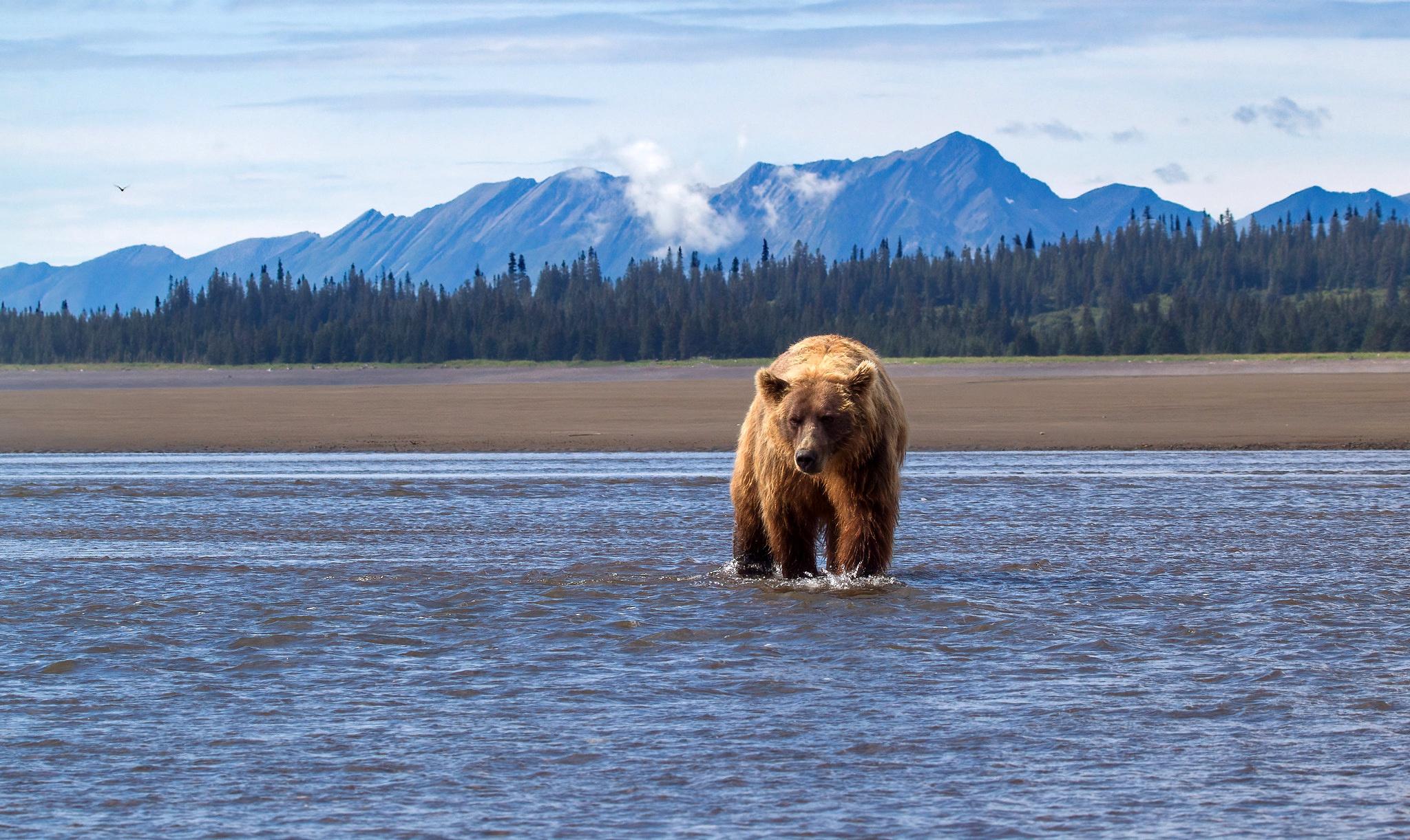 2048x1222 Bear HD, Wildlife, predator (Animal), Alaska Gallery HD Wallpaper