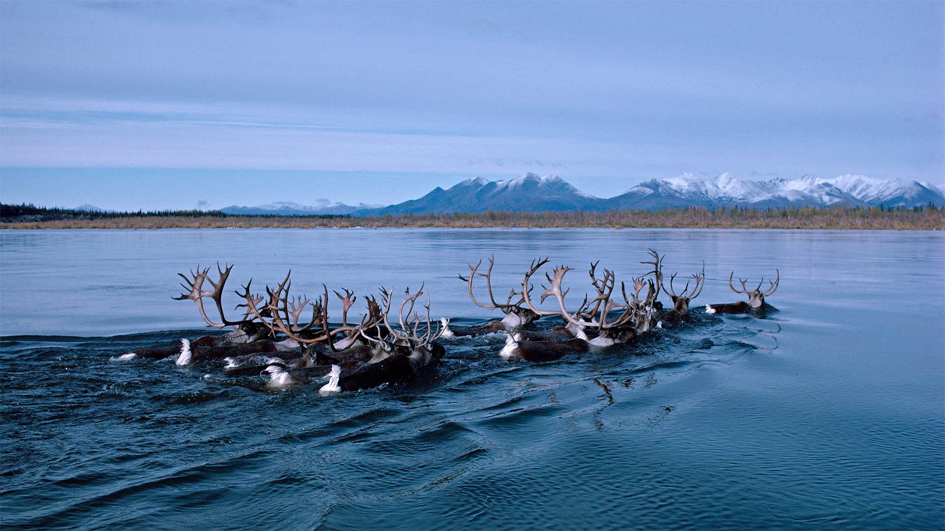 1920x1080 Wild reindeer swimming across the Kobuk River in Alaska, USA. [1920x1080]