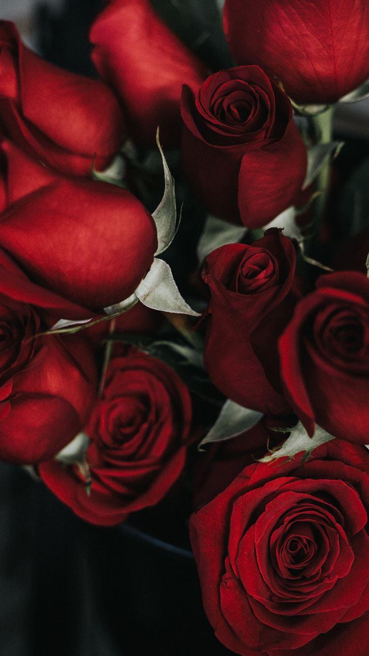 Rose iPhone HD Wallpapers - Top Free Rose iPhone HD Backgrounds ...