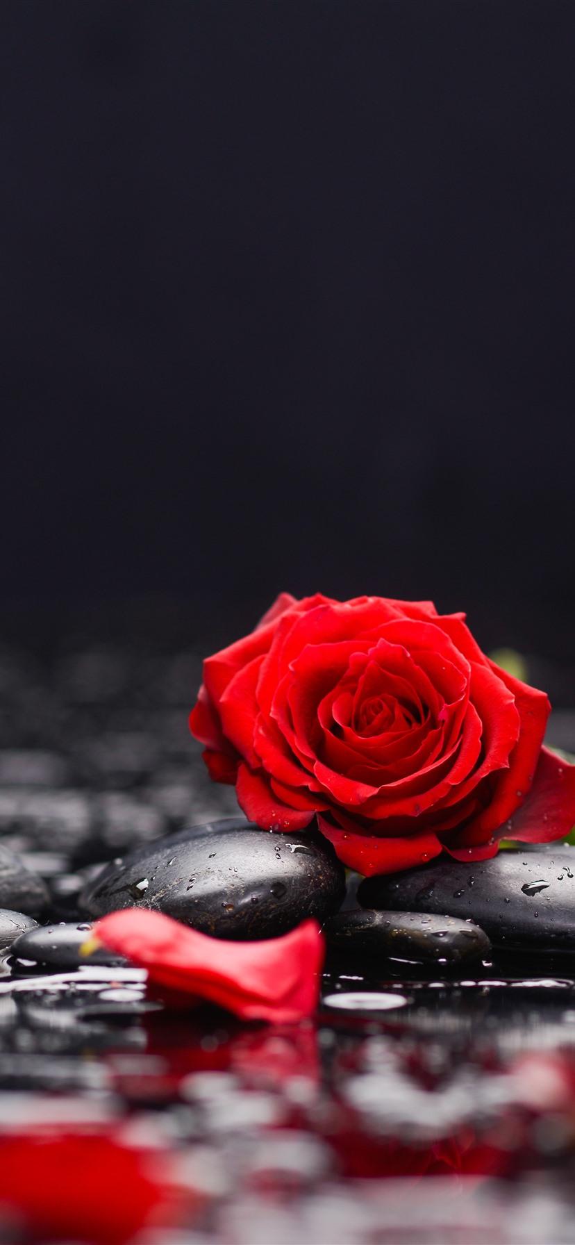 Rose iPhone HD Wallpapers - Top Free Rose iPhone HD Backgrounds