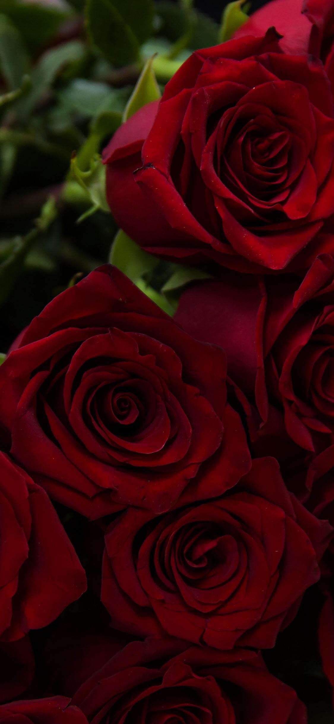 Rose iPhone HD Wallpapers - Top Free Rose iPhone HD Backgrounds