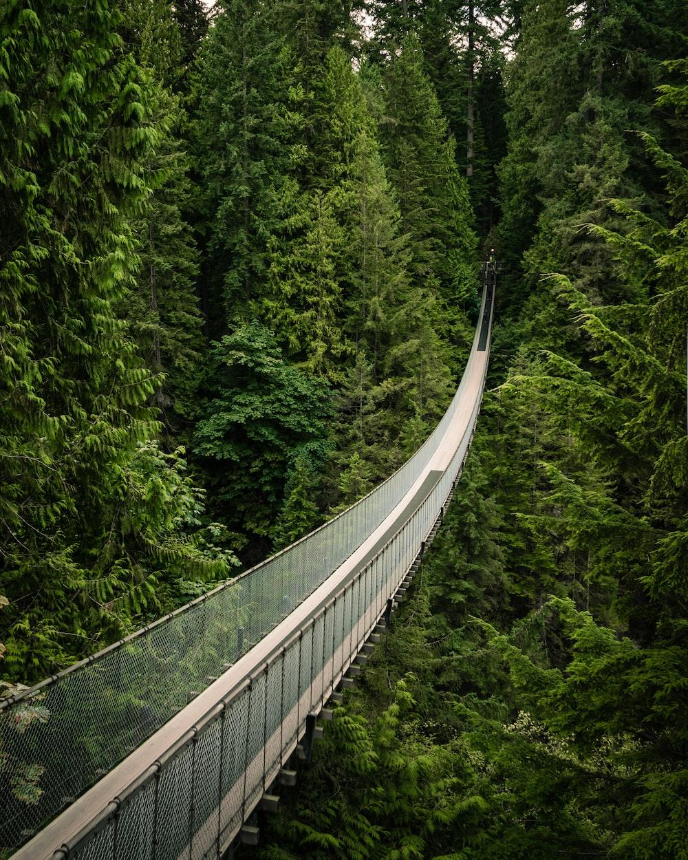 Capilano Suspension Bridge Wallpapers Top Free Capilano Suspension