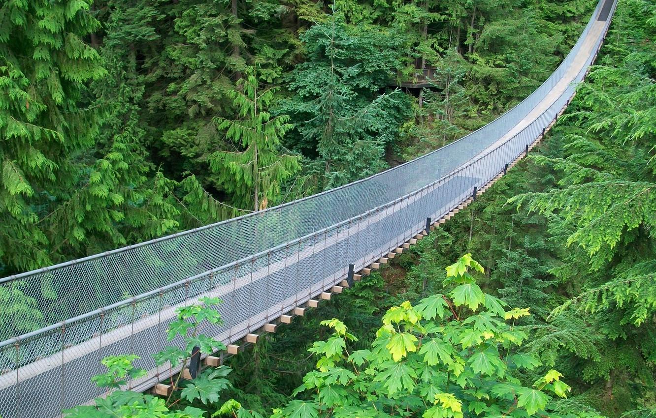 1332x850 Wallpaper braces, suspension bridge, metal mesh, jungle green image for desktop, section природа
