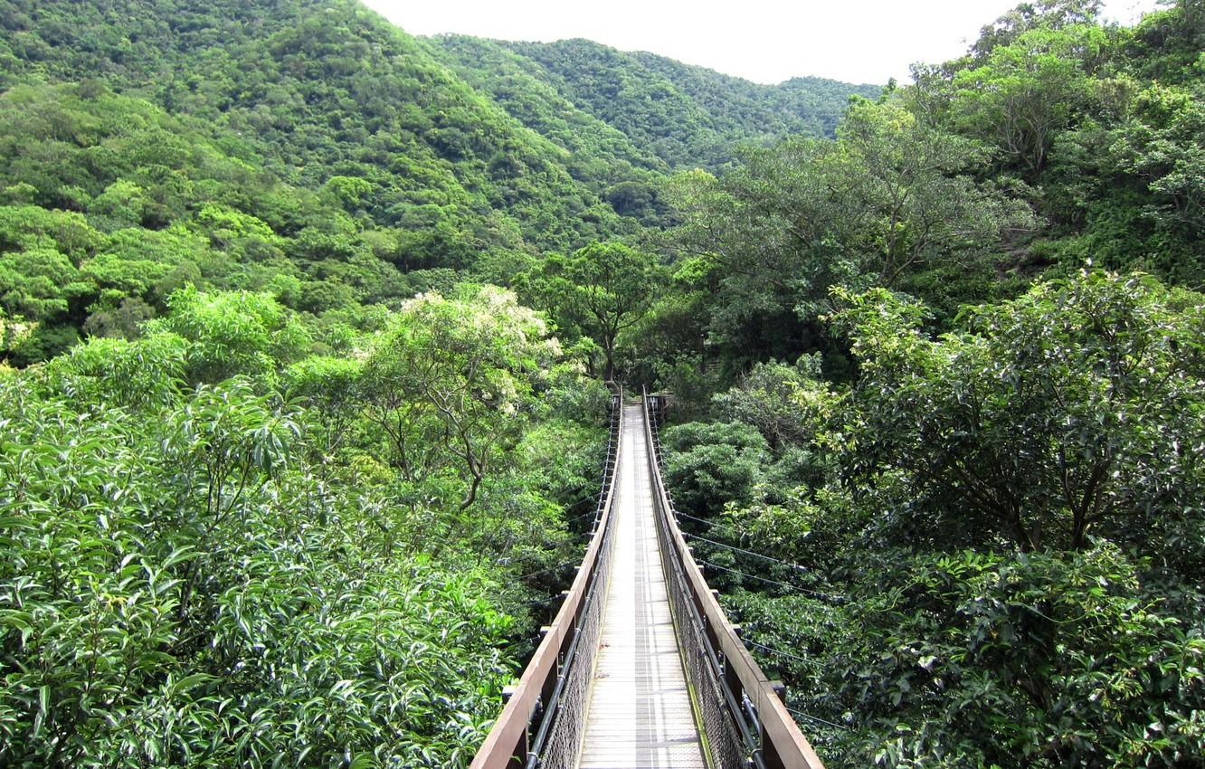 1332x850 Wallpaper forest, the sky, tree, Canada, Vancouver, Capilano suspension bridge image for desktop, section природа