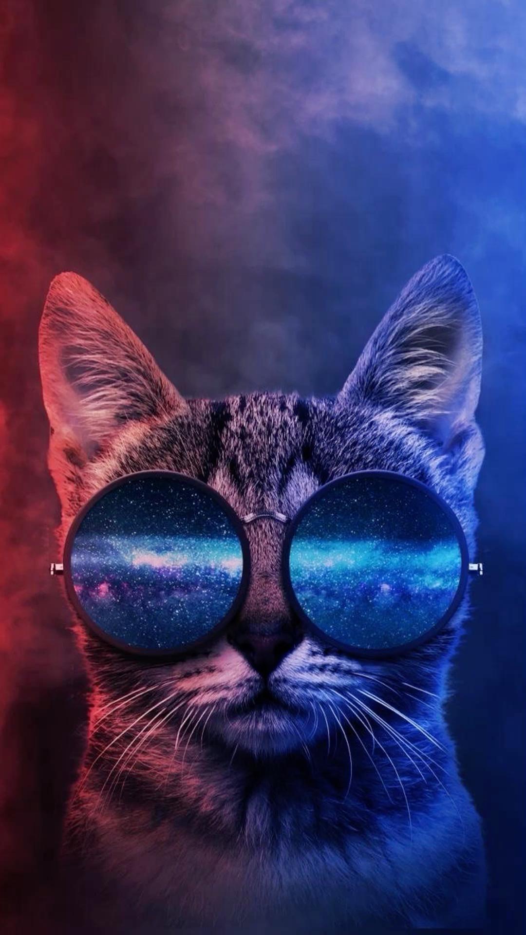 Cool Cat Phone Wallpapers - Top Free Cool Cat Phone Backgrounds