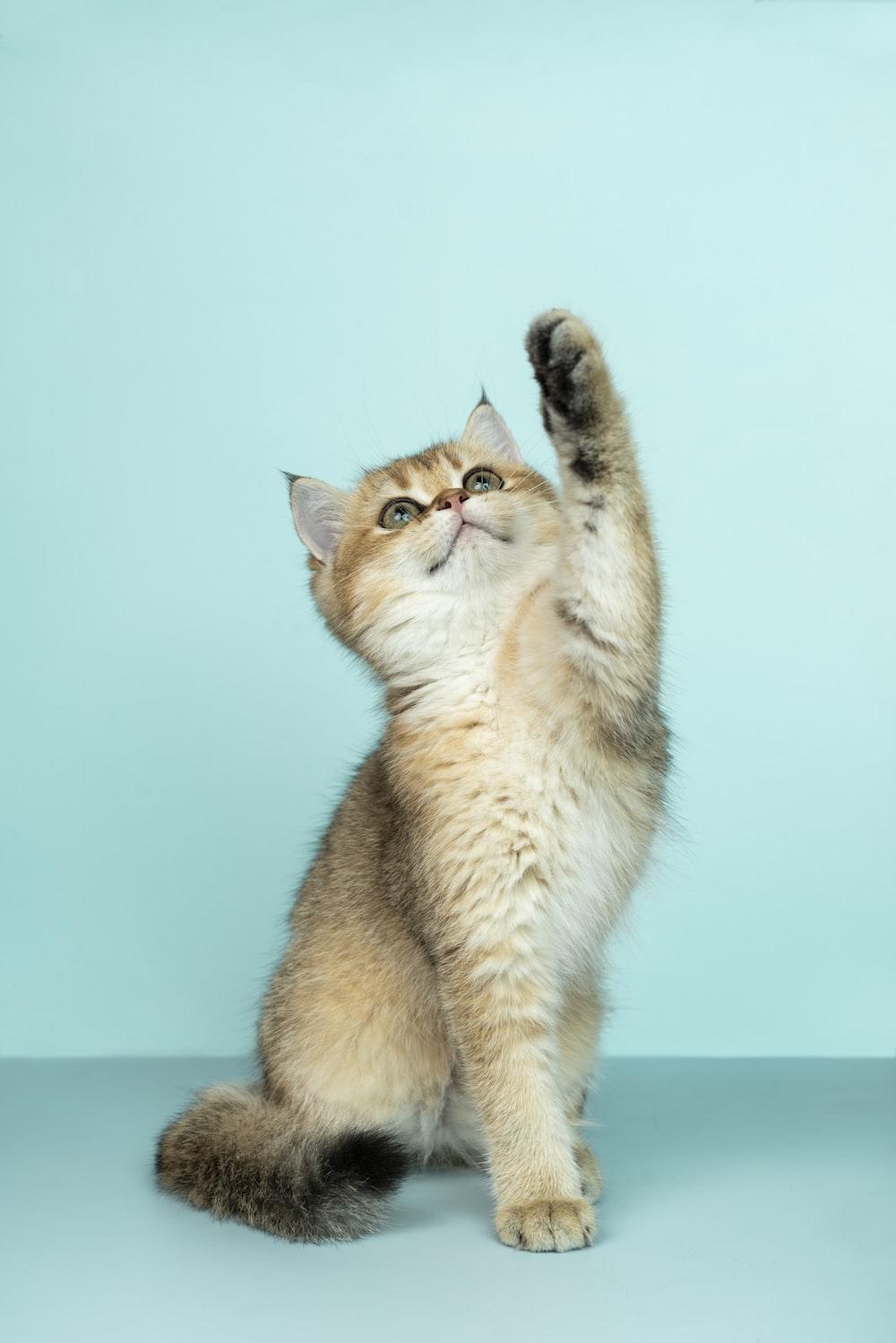 1000x1499 Cat Wallpaper: Free HD Download [HQ]