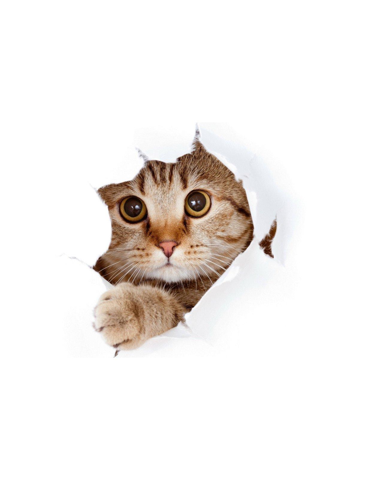 1245x1600 Free and customizable cat templates