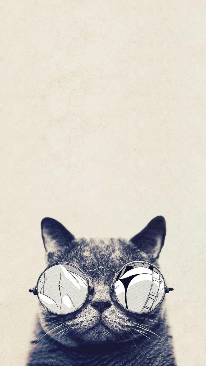 700x1244 + idées pour trouver le fond d'écran swag parfait. Gatos legais, Gatinhos fofos, Gato com oculos