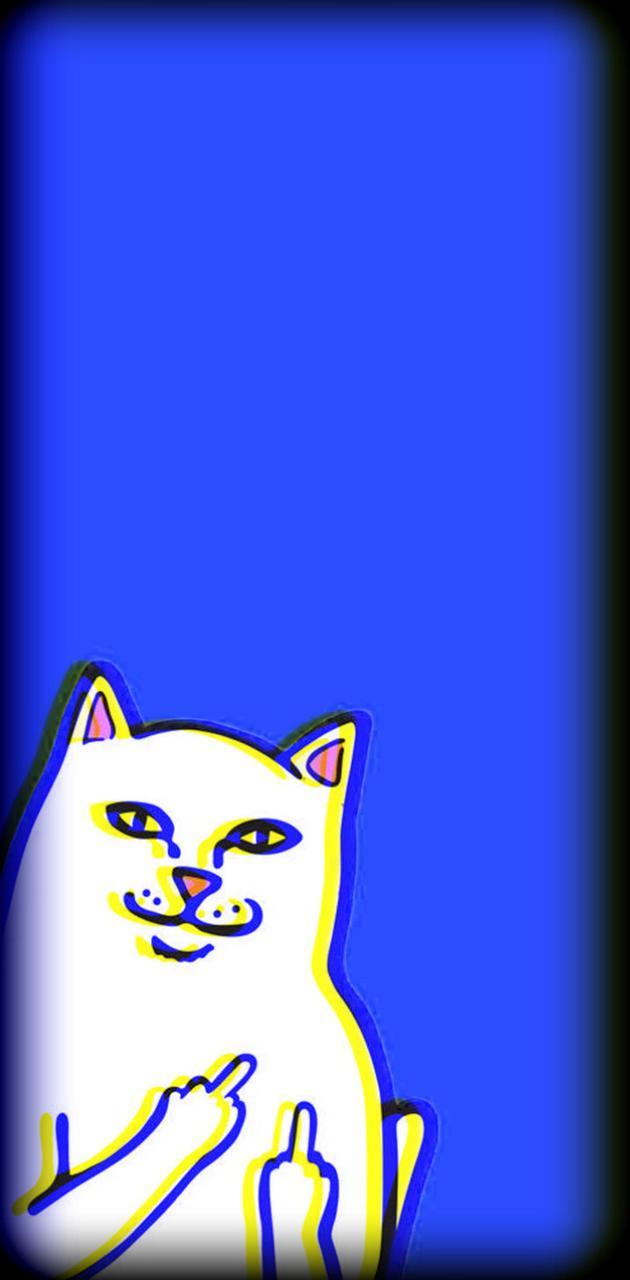 Cool Cat Phone Wallpapers Top Free Cool Cat Phone Backgrounds