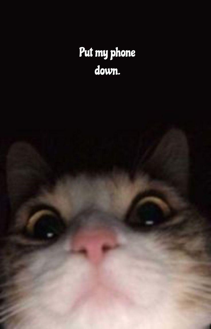 Cool Cat Phone Wallpapers Top Free Cool Cat Phone Backgrounds