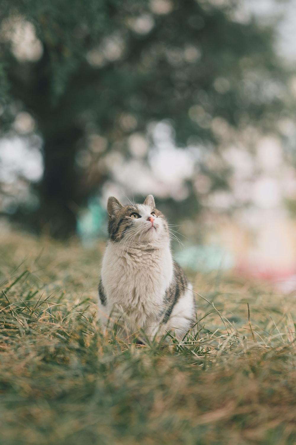 1000x1500 Cat Picture & Image [HD]. Download Free Image
