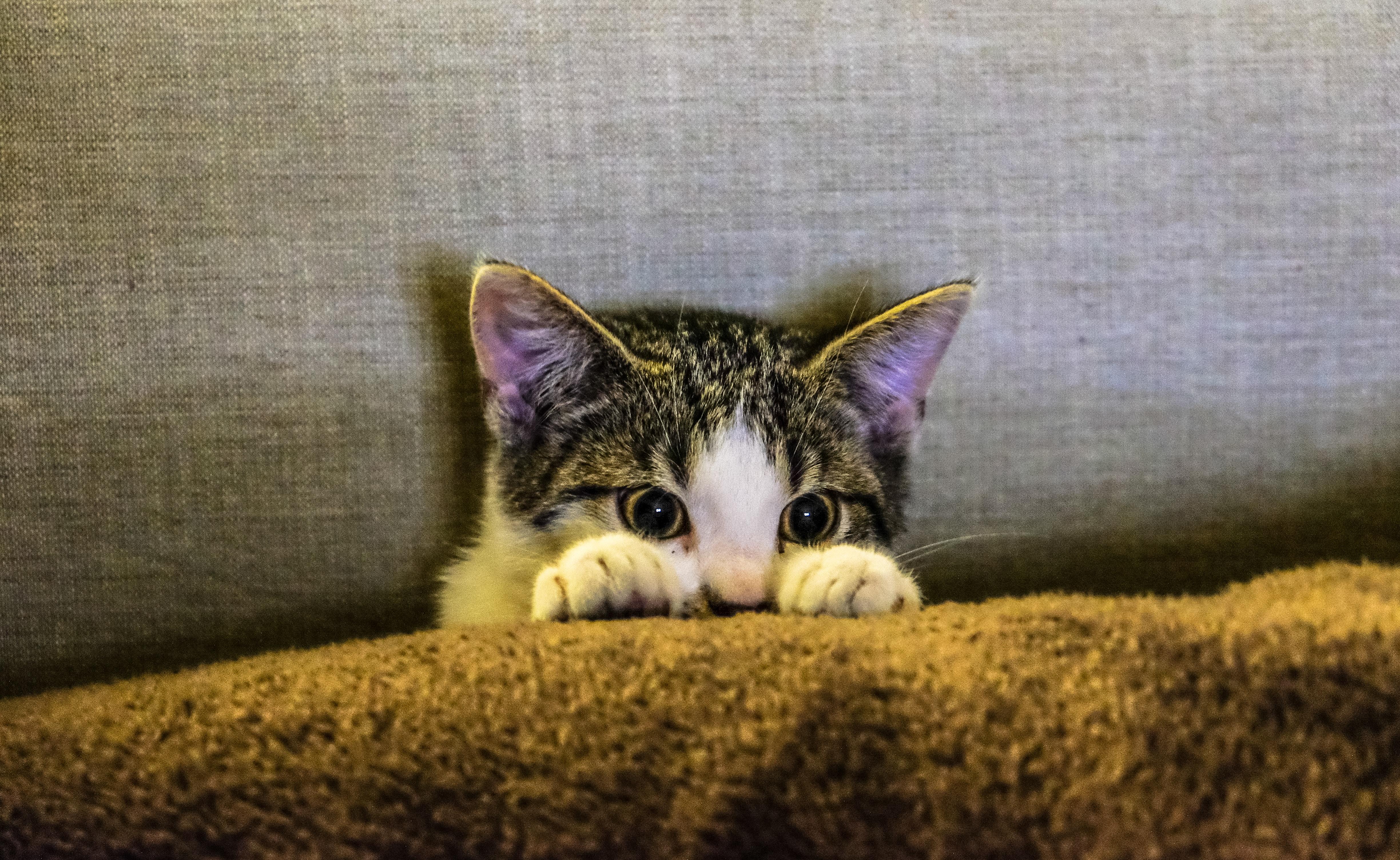 4896x3010 Cat Wallpaper Photo, Download The BEST Free Cat Wallpaper & HD Image