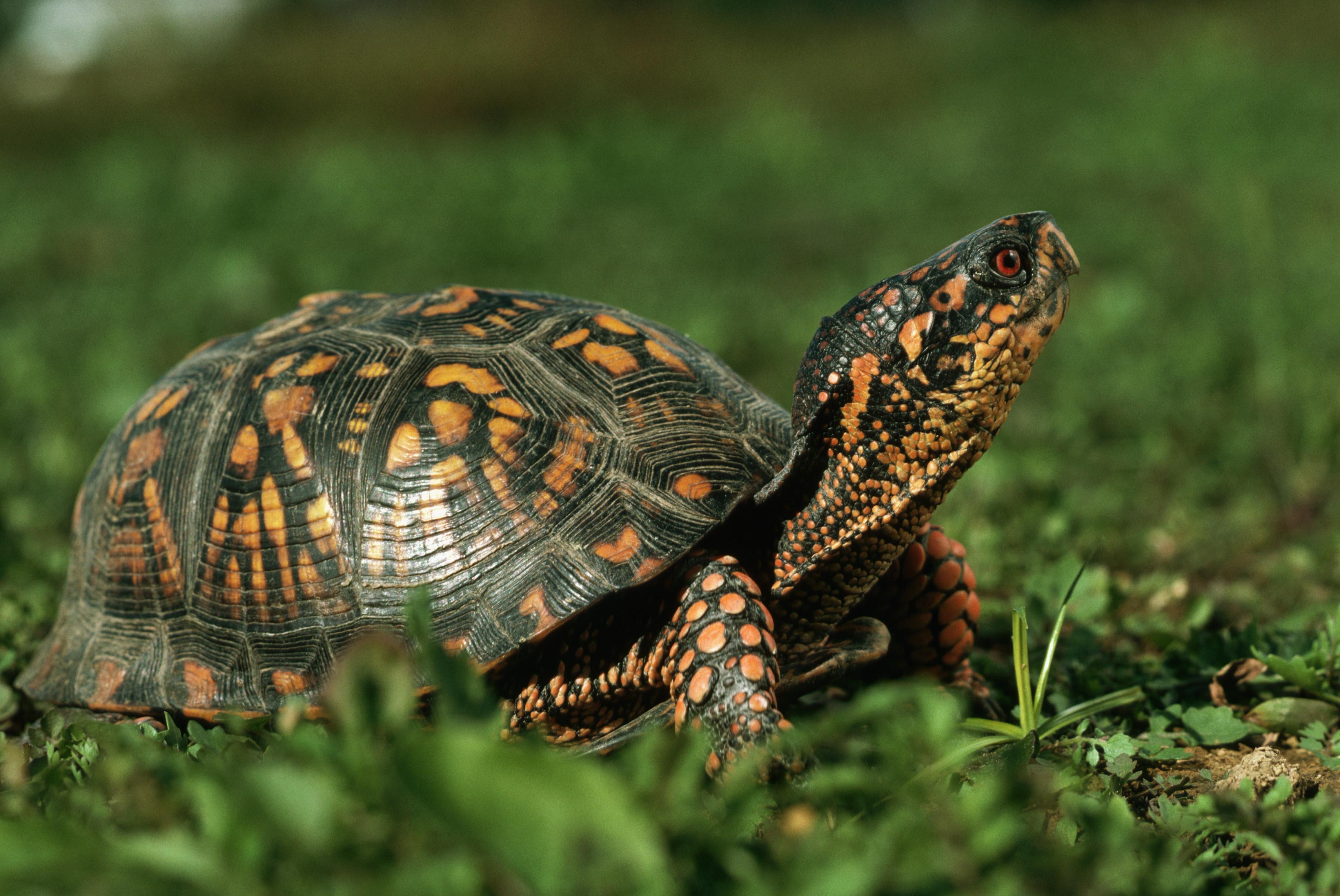 3418x2287 Picture of Box Turtles (Plus Fascinating Facts)