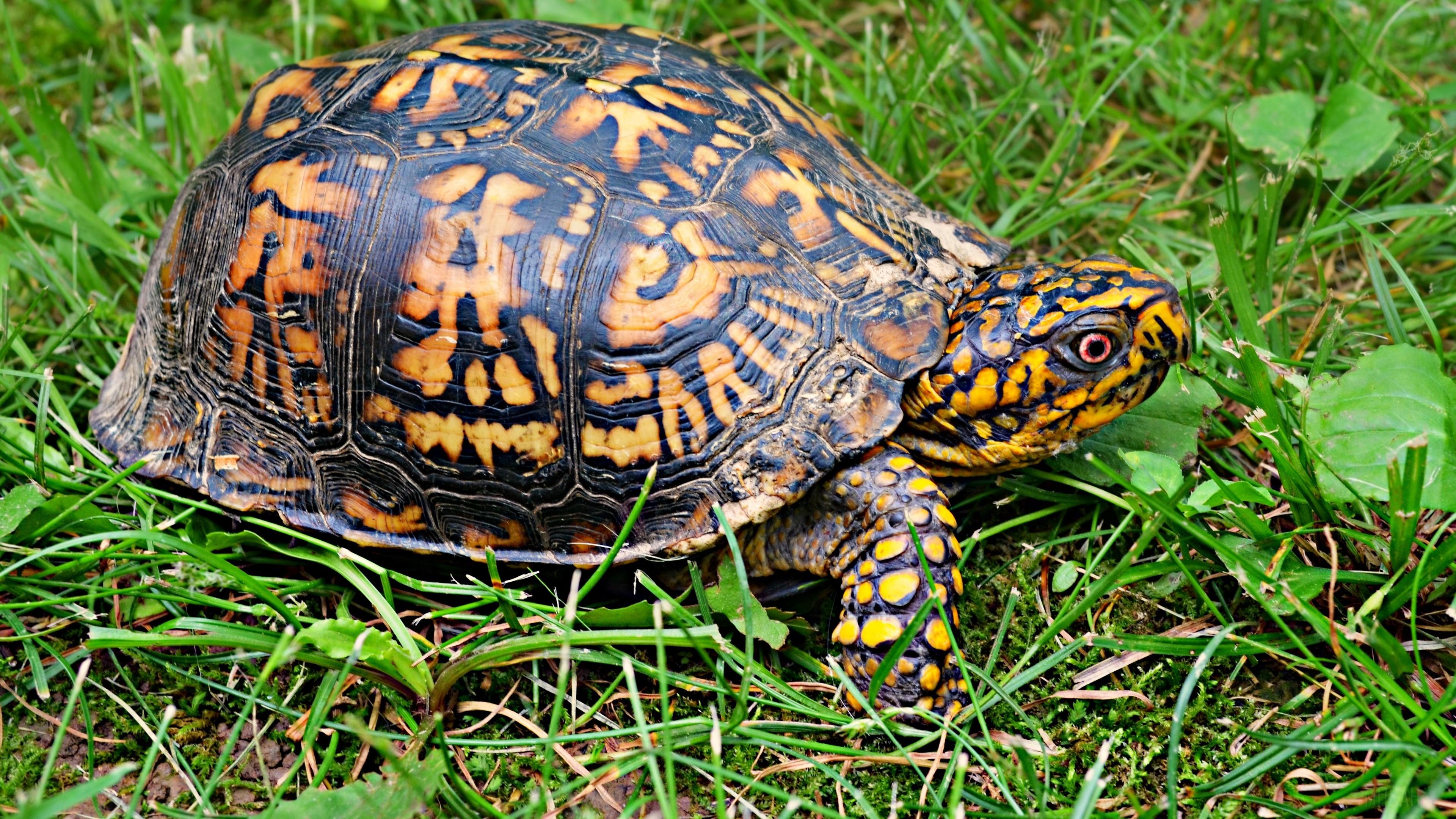 3840x2160 Full HD Turtle wallpaper