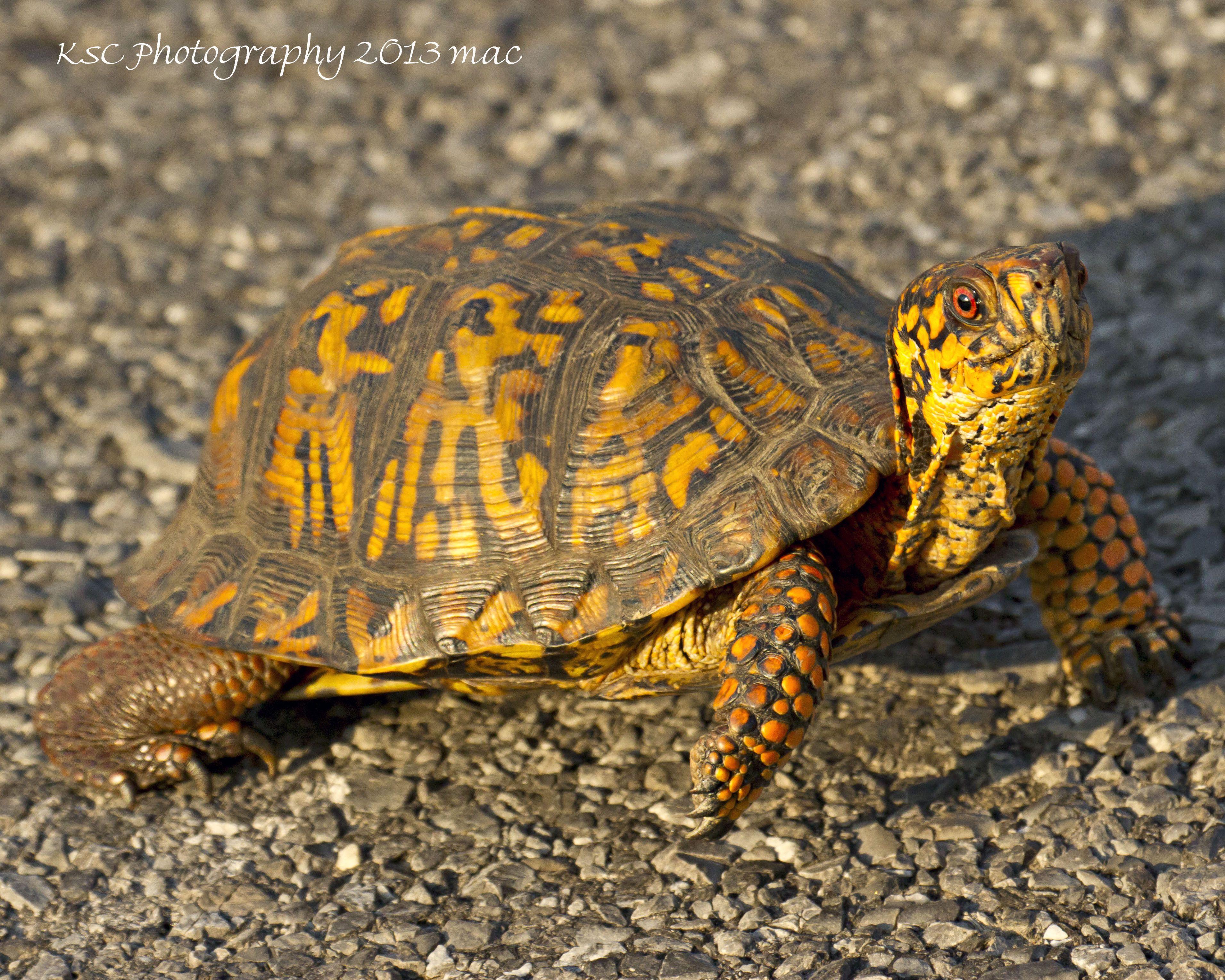 3823x3058 Eastern Box Turtle. Turtle habitat, Tortoise turtle, Box turtle