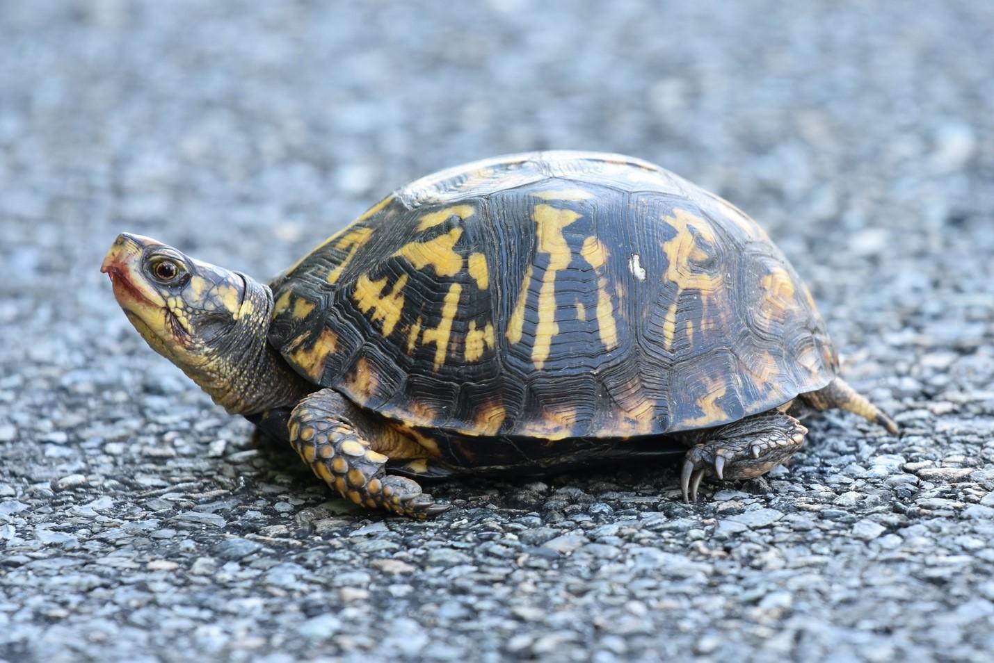 1429x954 Creature Feature: Box Turtle