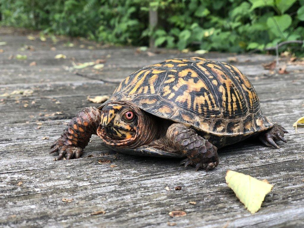 1024x768 Get to Know the Eastern Box Turtle