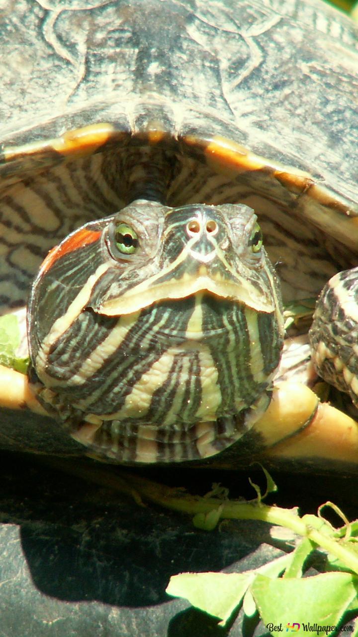 720x1280 Eastern Box Turtle 2K wallpaper download