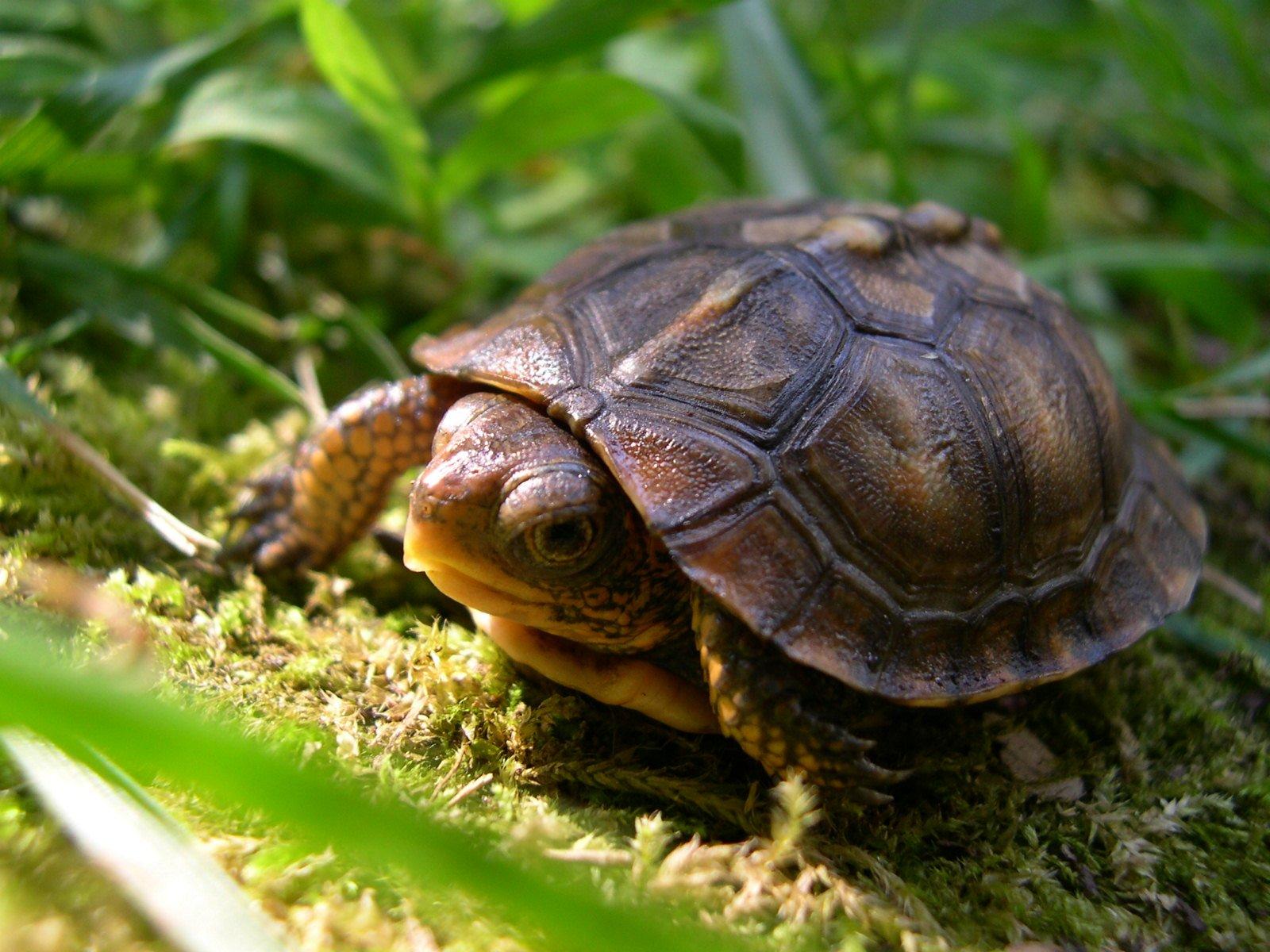 1600x1200 Stop Buying Box Turtles as Pets! Here's Why they are Endangered and What You Can do About it Green Planet