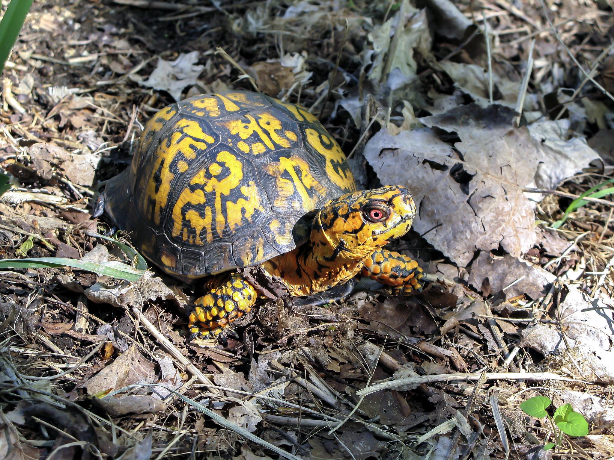 2048x1536 Box turtles. South Carolina Public Radio