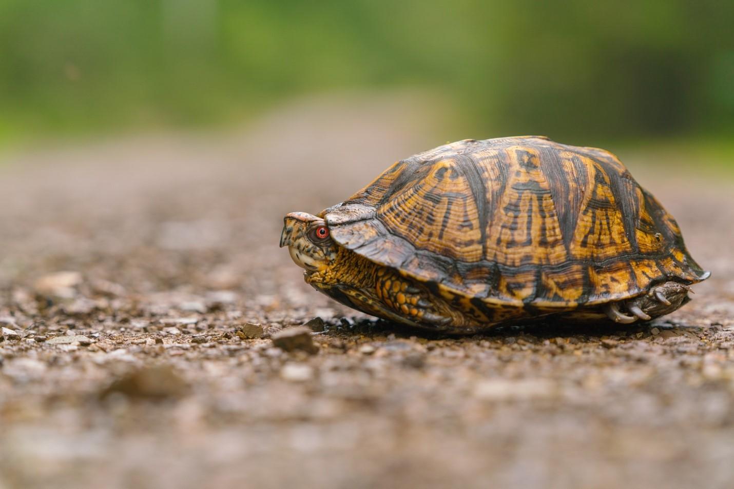 1430x954 Creature Feature: Box Turtle