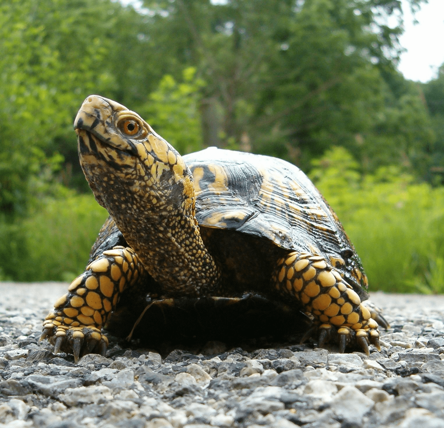 1525x1470 Turtles♥. Turtle, Box turtle, Eastern box turtle