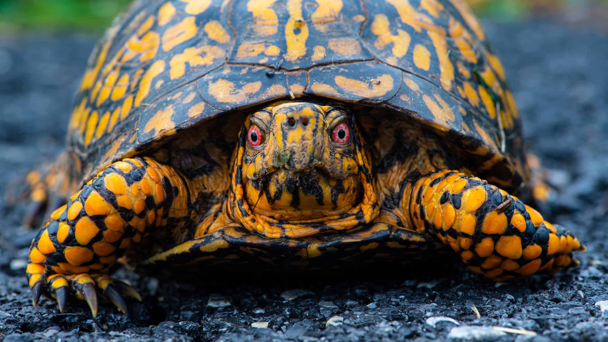 2560x1440 Where Do Box Turtles Go in the Winter?