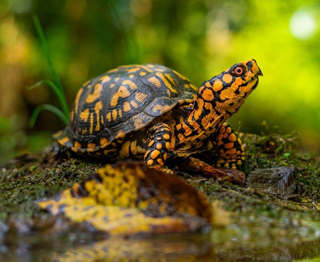 1024x840 Box turtle, Eastern box turtle, Turtle