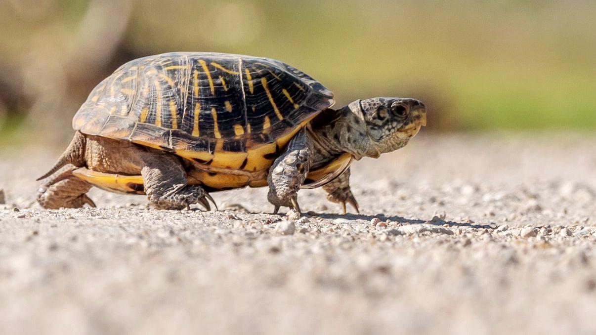 1206x678 Kansas Herpetofaunal Atlas