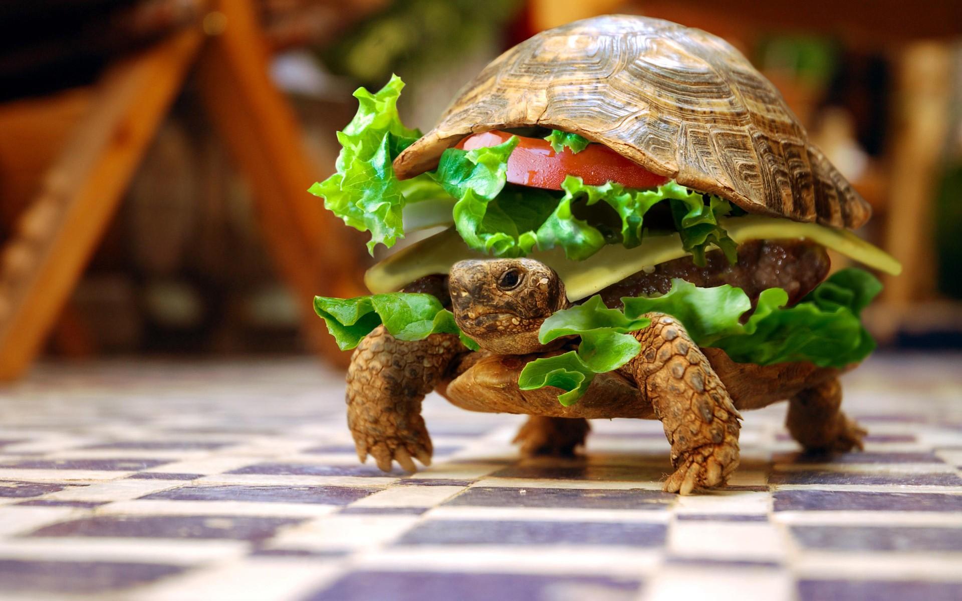 1920x1200 depth of field, turtle, burger, checkered, animals, burgers, photo manipulation, sandwiches, Photohop, summer, lettuce, hamburgers Gallery HD Wallpaper