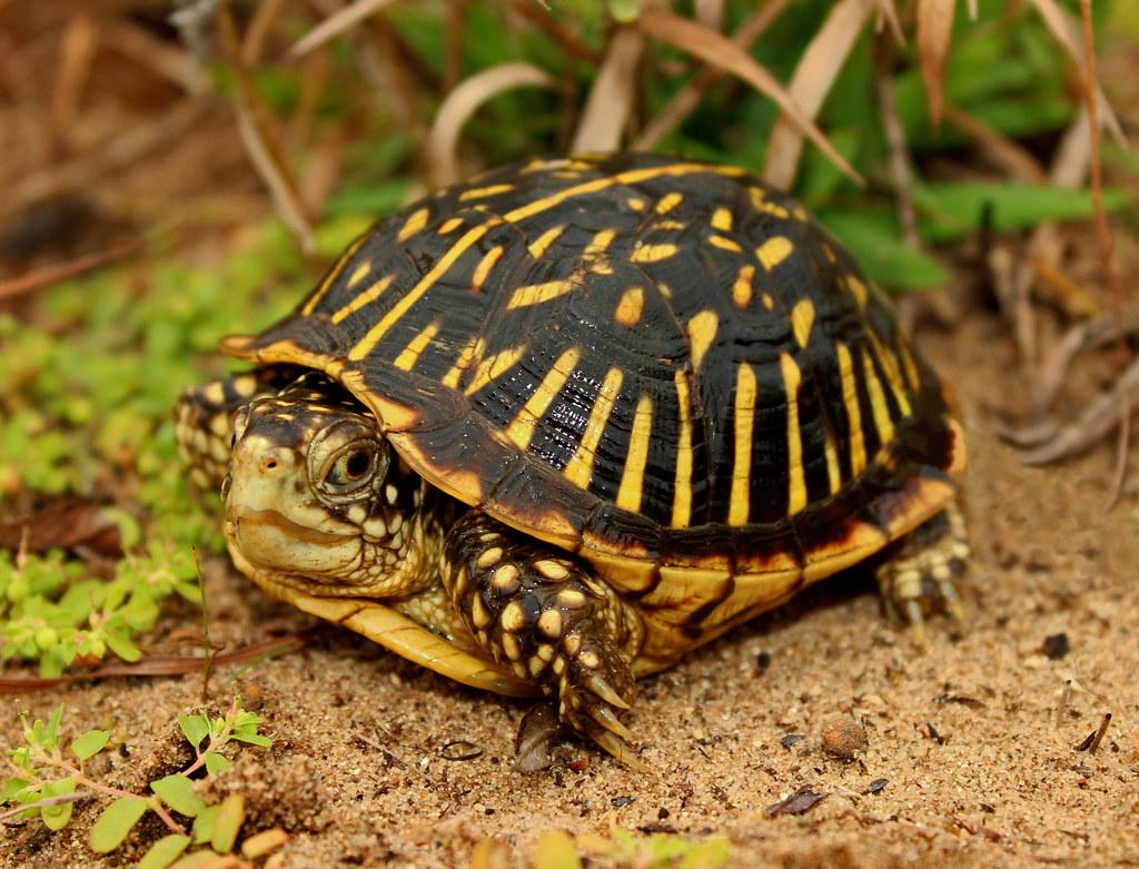 1024x781 Ornate Box Turtle (Terrapene ornata). September 24th, 2016