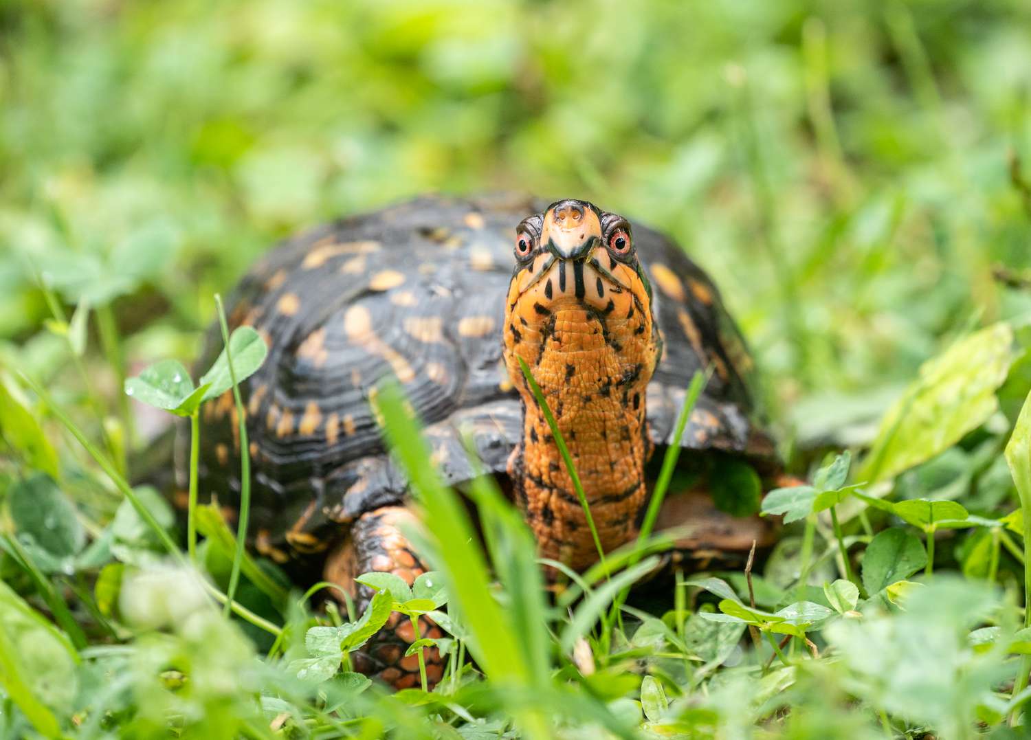 1500x1077 Eastern Box Turtle: Species Profile