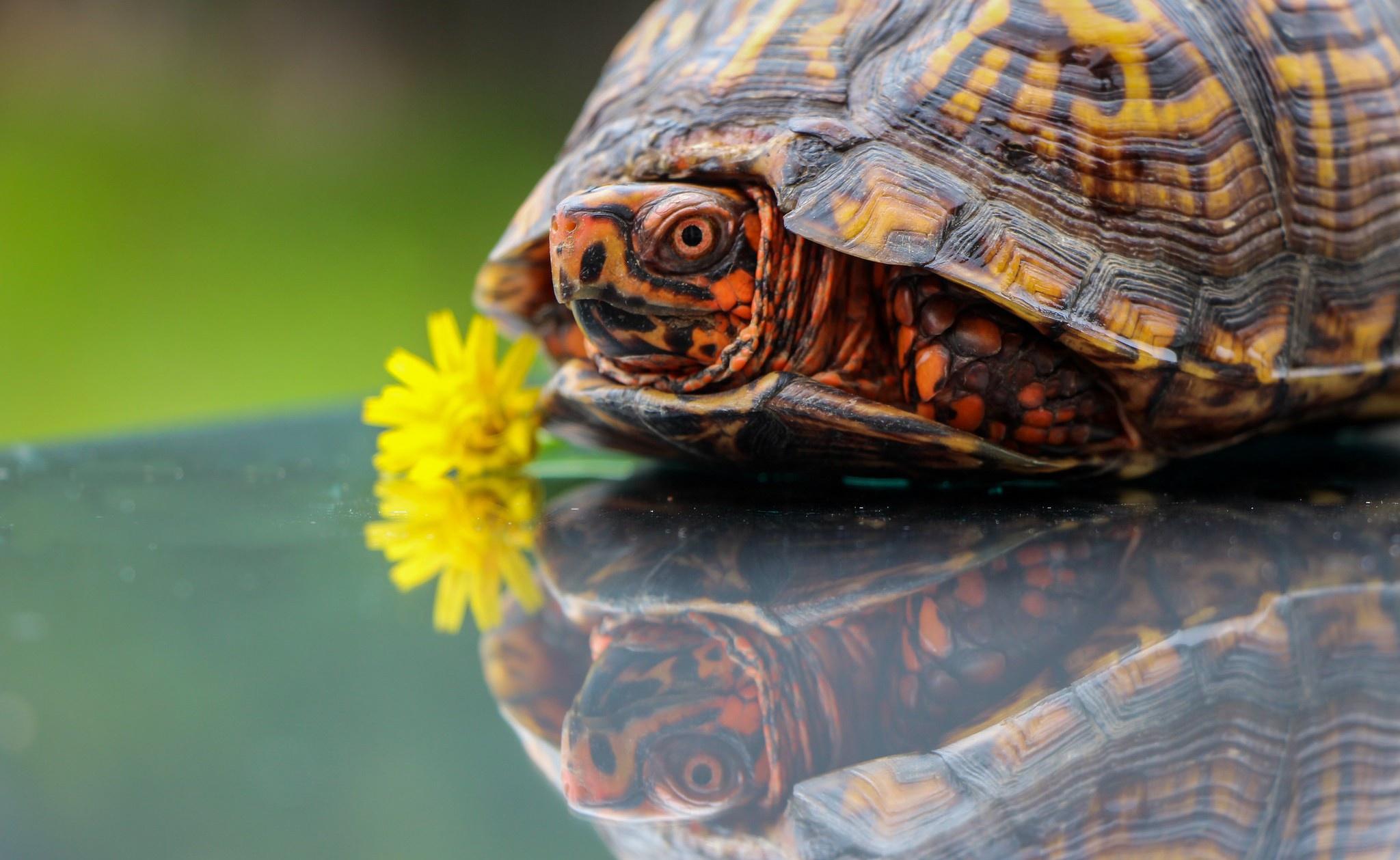 2048x1259 Turtle HD Wallpaper